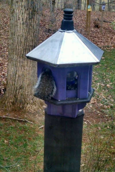 Squirrel in our feeder 