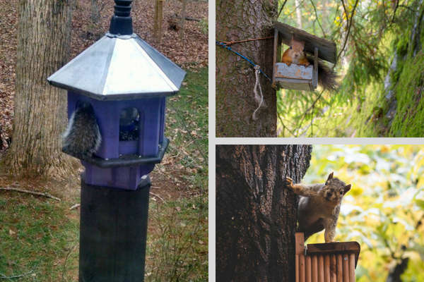 leadership failures -squirrels in feeders
