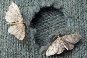moth eaten garment